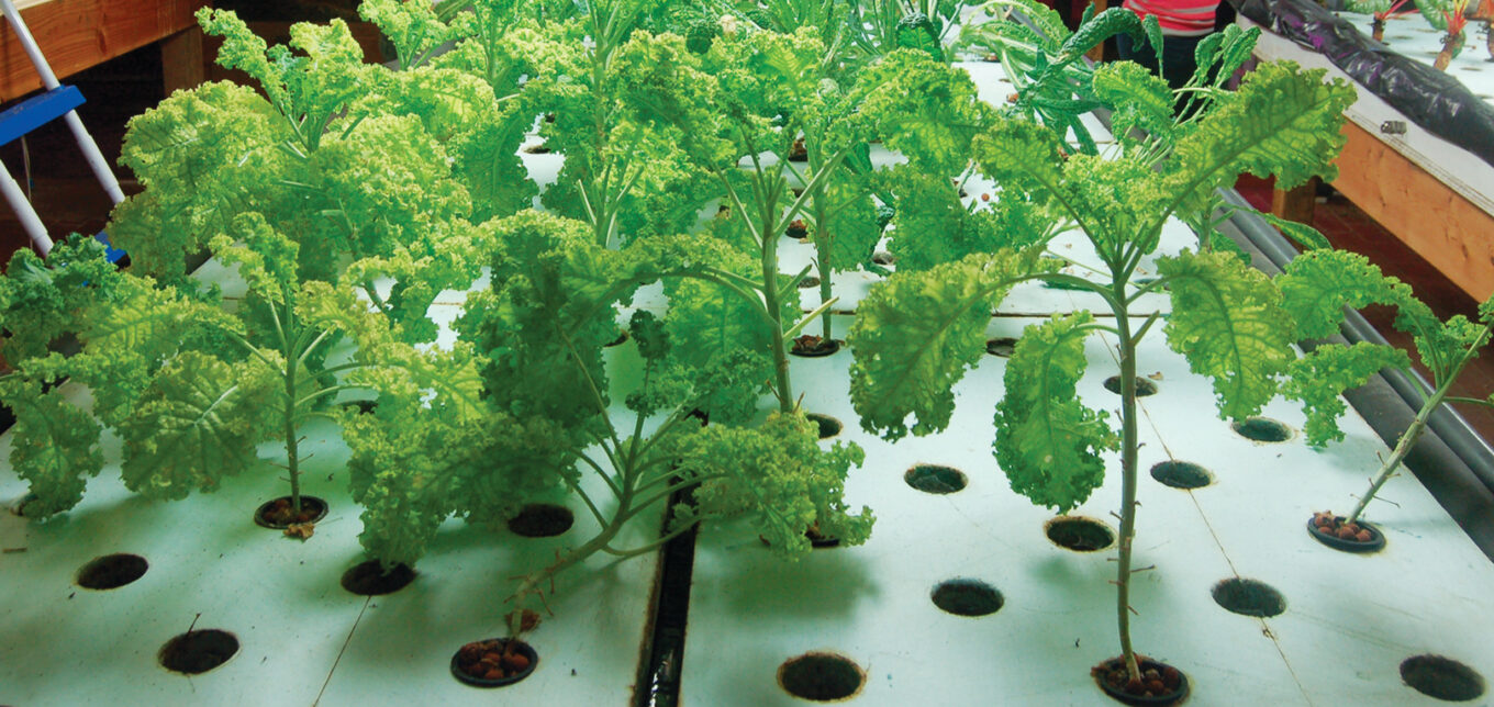 Vertical Farming Methods and Other Environmental News – Mother Earth News - Vimarsana News